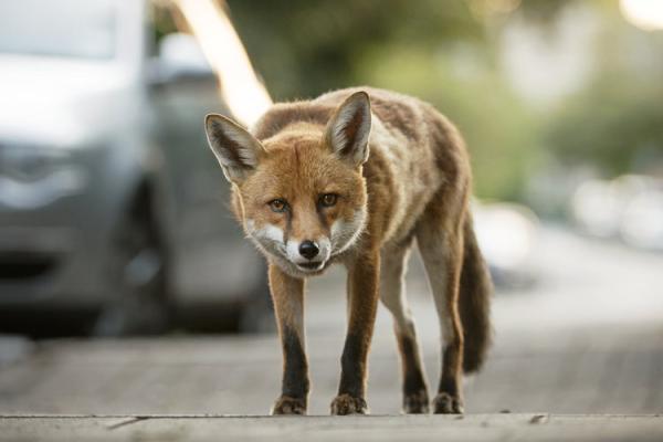 ببینید ، علاقه ویژه روباه های بلاگر به کباب ، برلین در تسخیر روباه های شهرنشین