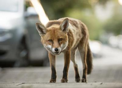 ببینید ، علاقه ویژه روباه های بلاگر به کباب ، برلین در تسخیر روباه های شهرنشین
